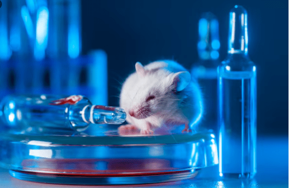 Les Souvenirs Implantés , Des Scientifiques Réussissent à Modifier la Mémoire d'une Souris