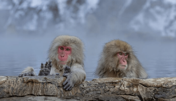 L'immortalité cellulaire , Comment une équipe de Harvard a réussi à inverser le vieillissement chez des primates