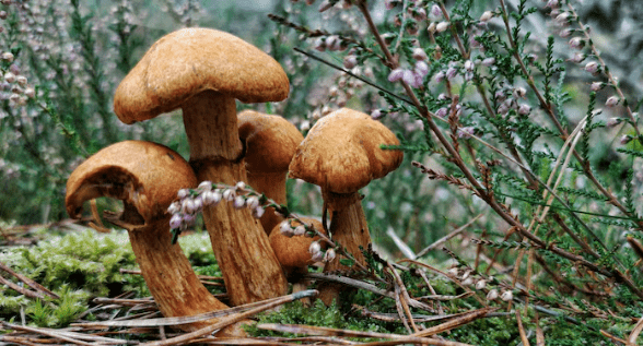 Cette espèce de champignon découverte dans les Alpes françaises