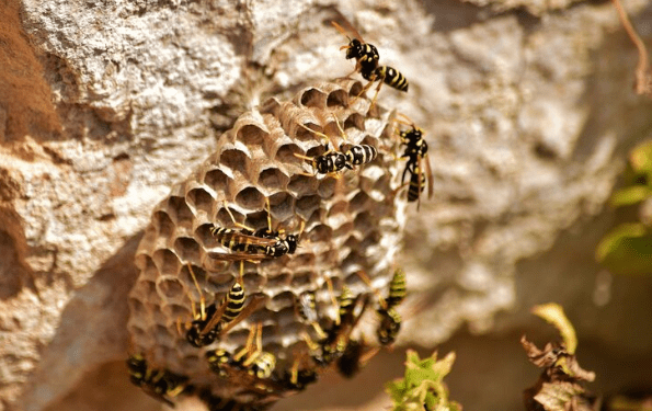 Ces abeilles sauvages ont développé une résistance naturelle aux pesticides