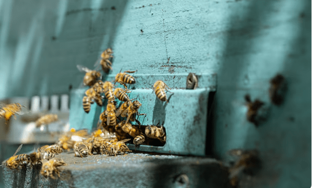 L'apocalypse des insectes , Pourquoi la disparition des abeilles pourrait entraîner la famine mondiale en moins d'une décennie