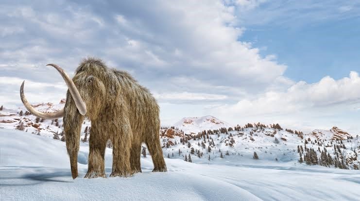 Ressusciter le mammouth , Le projet fou d'une start-up texane qui promet un retour à l'ère glaciaire d'ici 5 ans